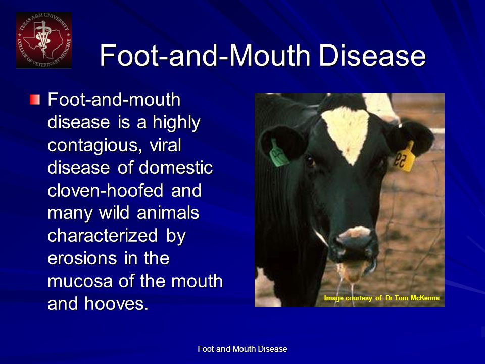 Foot-and-Mouth Disease - ppt download