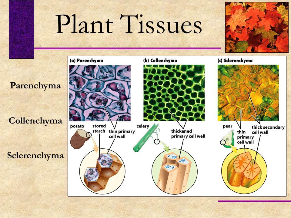 Plant tissues. Plant Tissue Types. Plant Cell Tissue. Tissues in Plant.