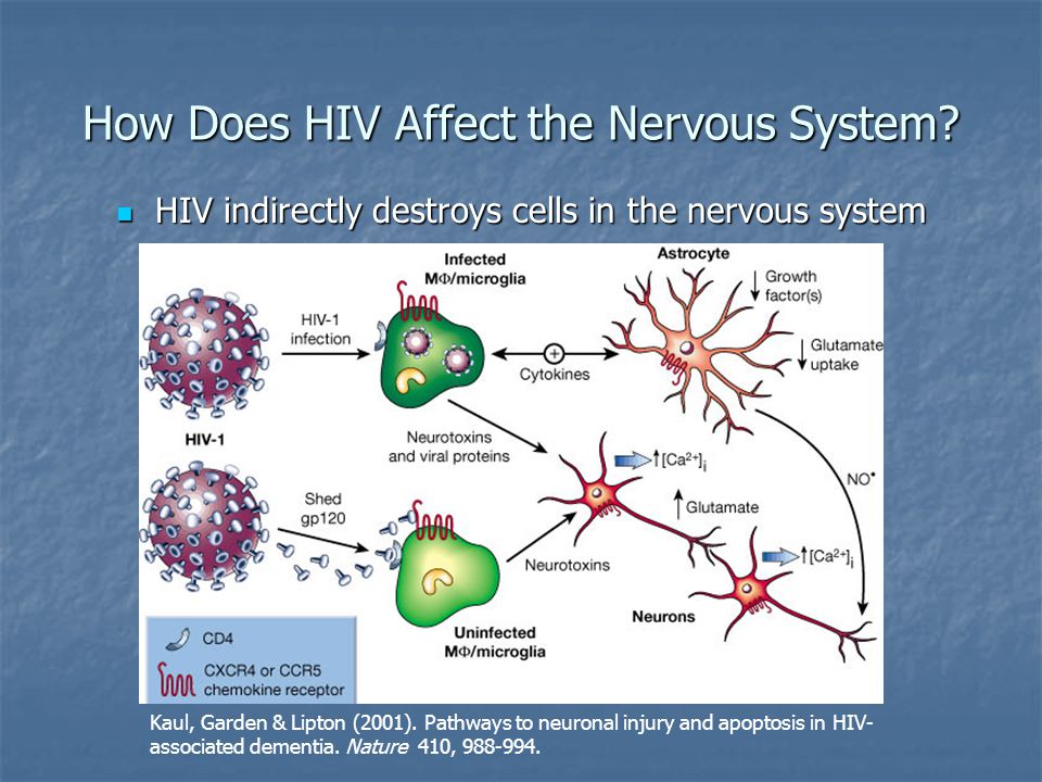 How Does HIV Affect the Nervous System