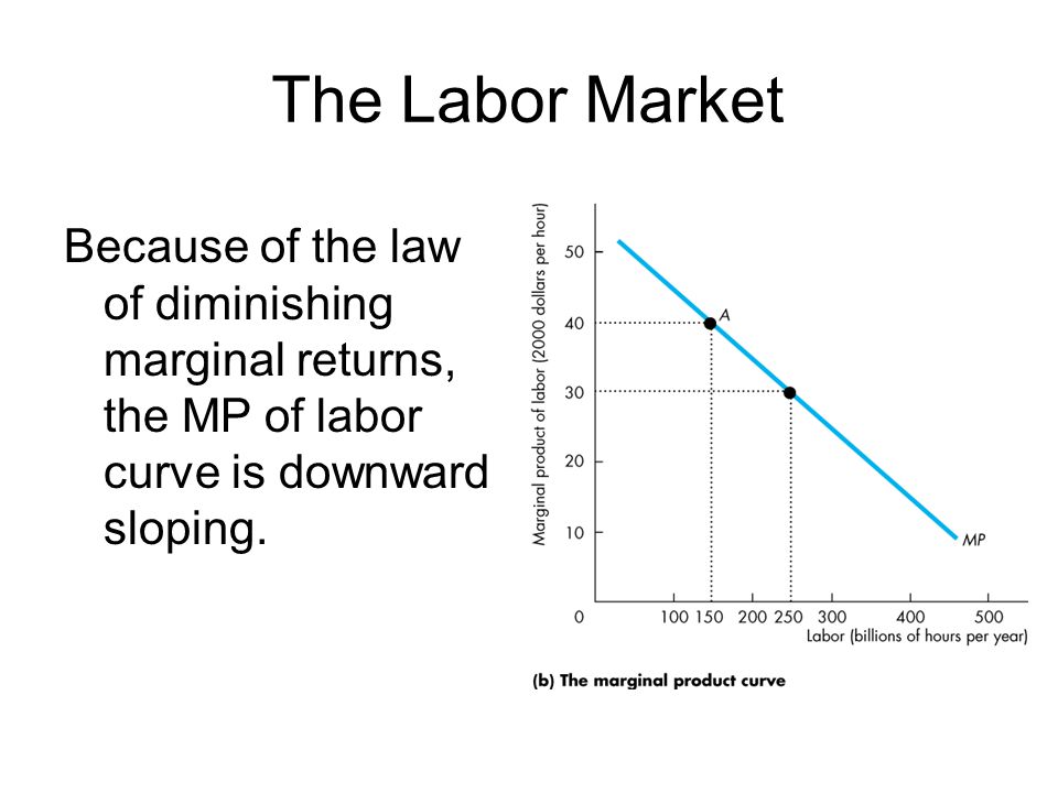 The Labor Market Because of the law of diminishing marginal returns, the MP of labor curve is downward sloping.