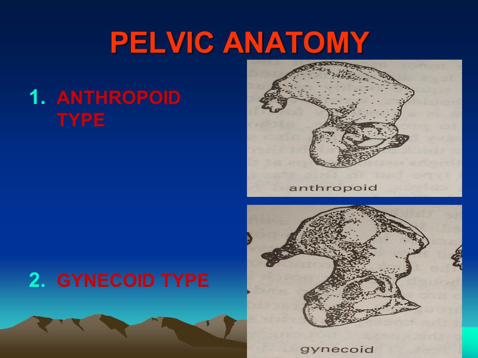 PELVIC ANATOMY ANTHROPOID TYPE GYNECOID TYPE