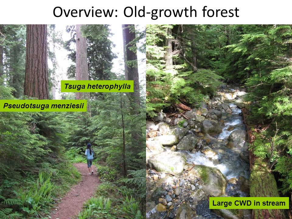 Overview: Old-growth forest