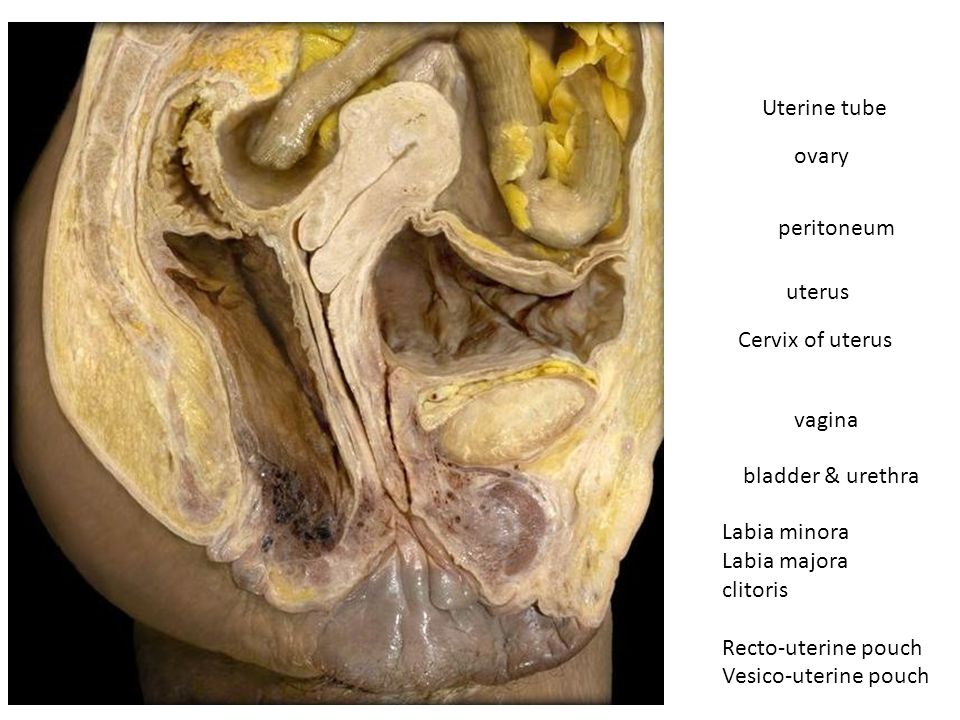 Cervix of uterus. vagina. bladder & urethra. 