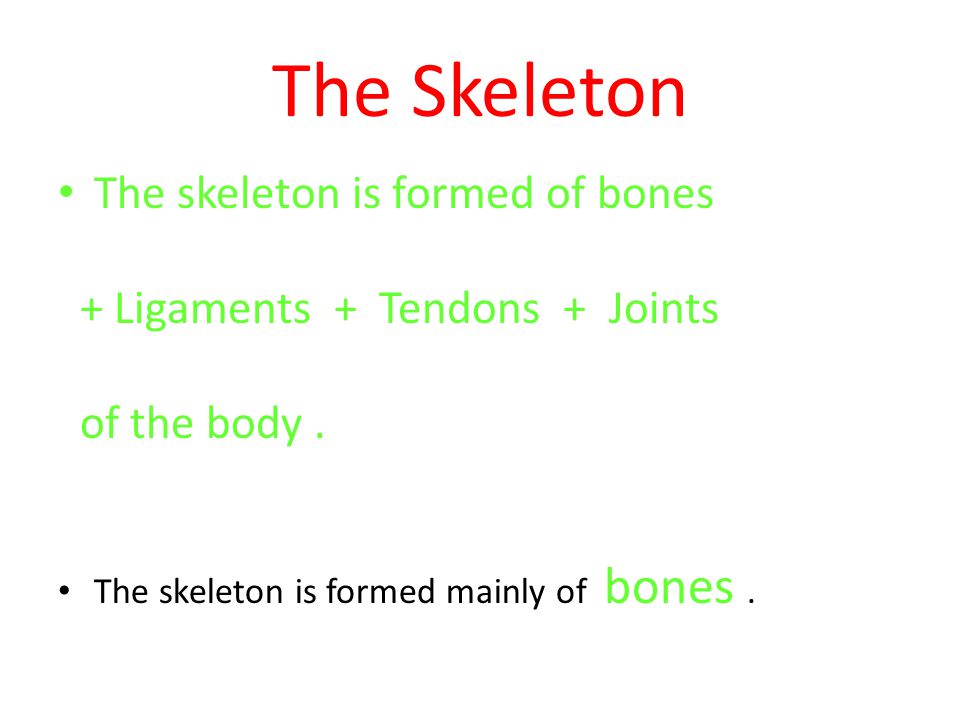 The Skeleton The skeleton is formed of bones
