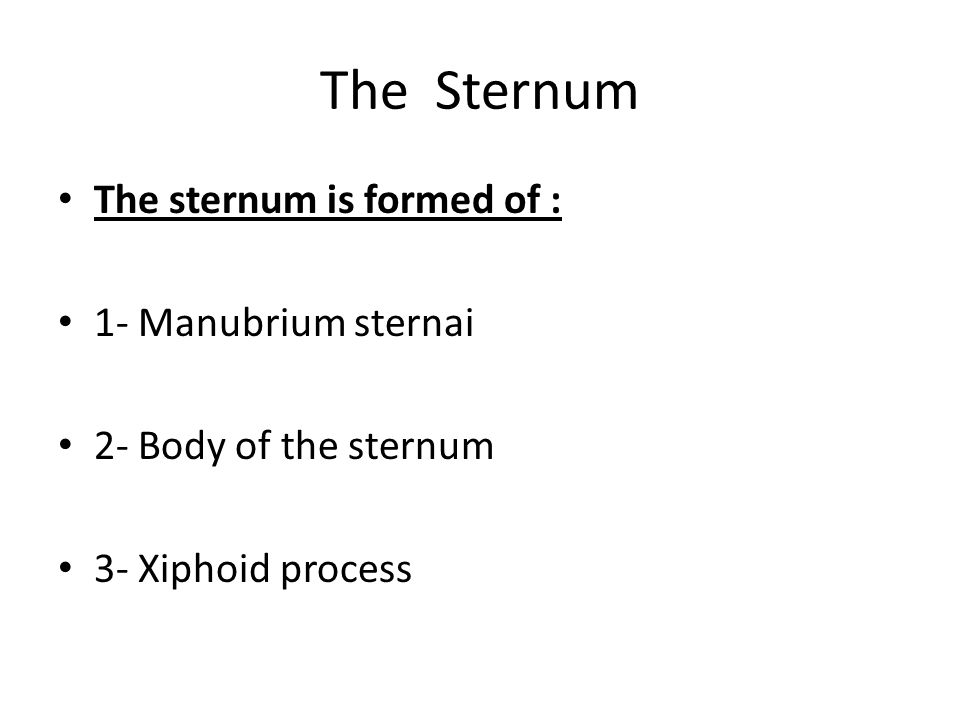 The Sternum The sternum is formed of : 1- Manubrium sternai