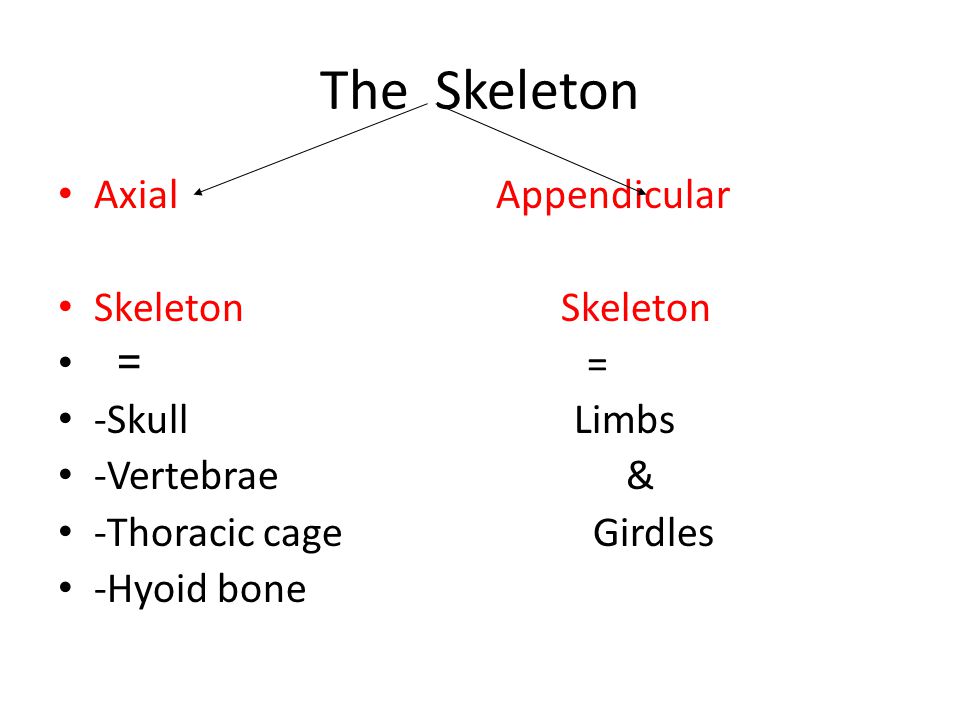 The Skeleton Axial Appendicular Skeleton Skeleton = = -Skull Limbs