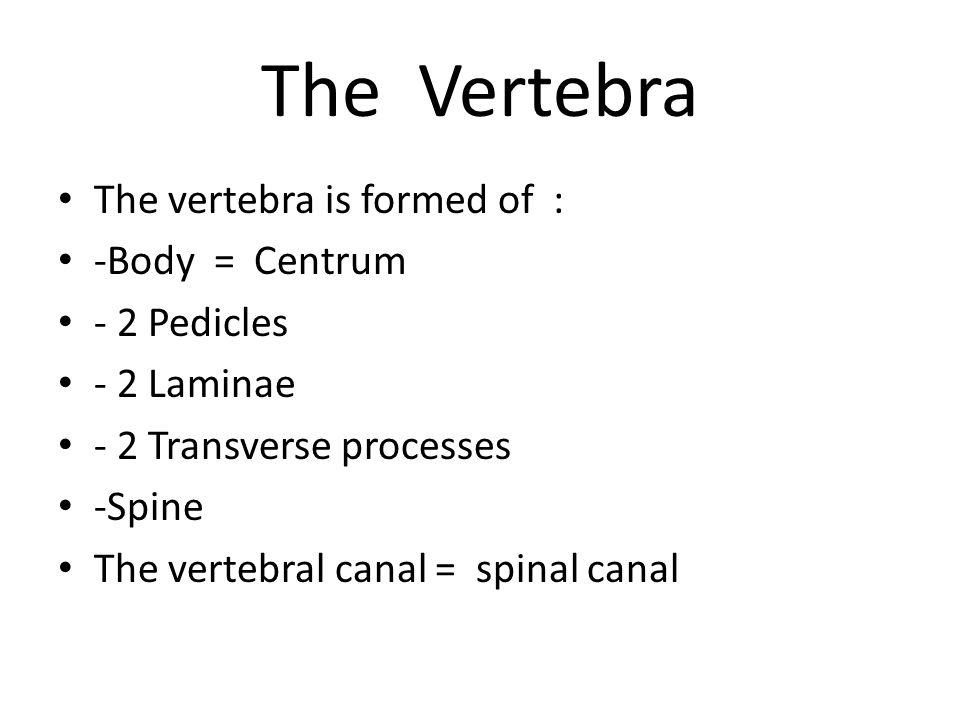 The Vertebra The vertebra is formed of : -Body = Centrum - 2 Pedicles