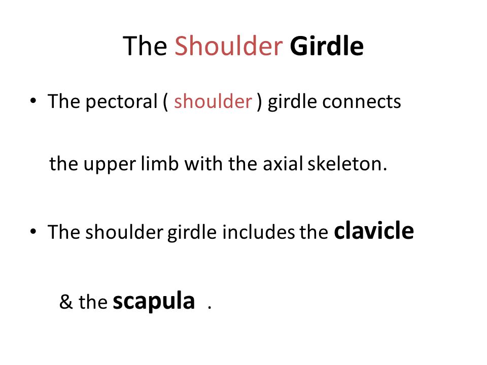 The Shoulder Girdle The pectoral ( shoulder ) girdle connects