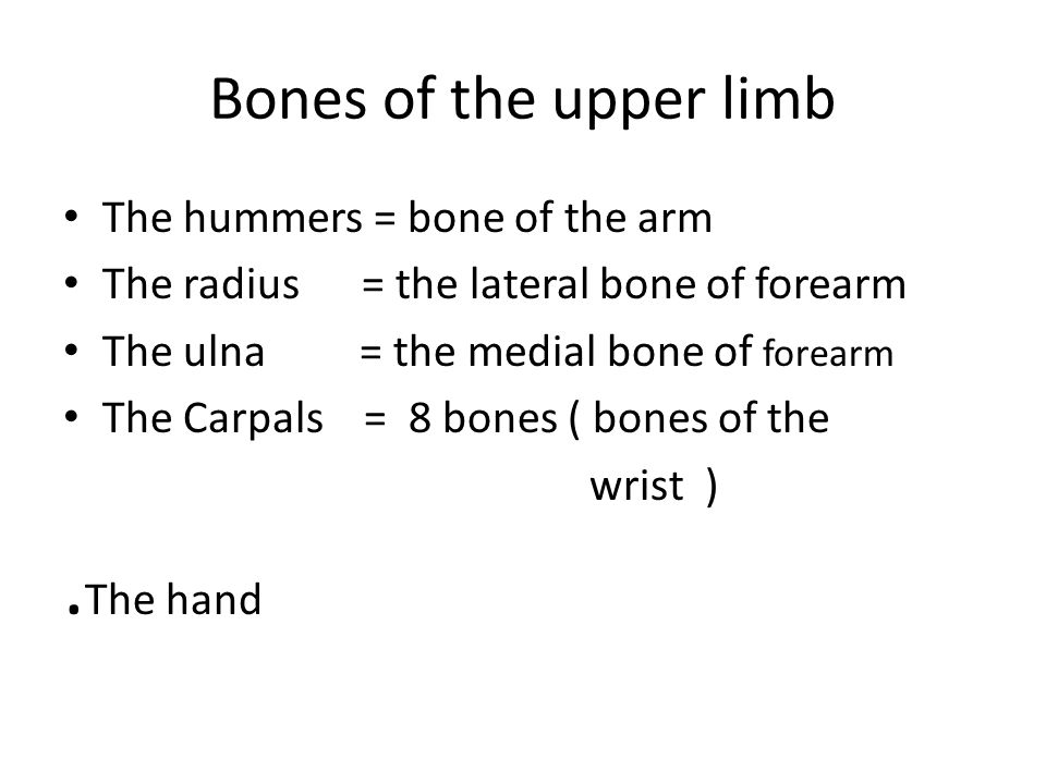 .The hand Bones of the upper limb The hummers = bone of the arm