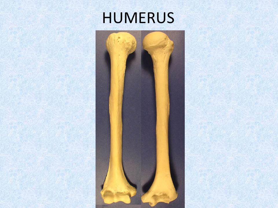 HUMERUS