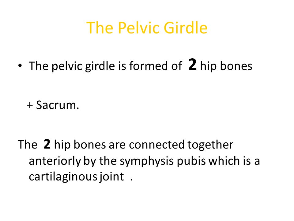 The Pelvic Girdle The pelvic girdle is formed of 2 hip bones + Sacrum.