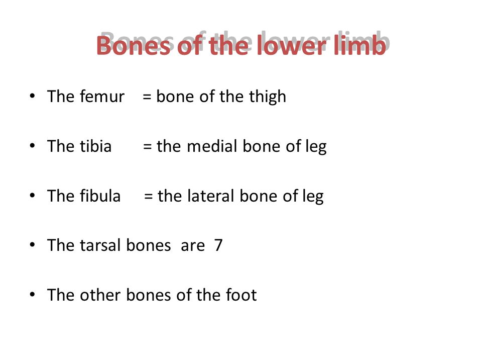 Bones of the lower limb The femur = bone of the thigh