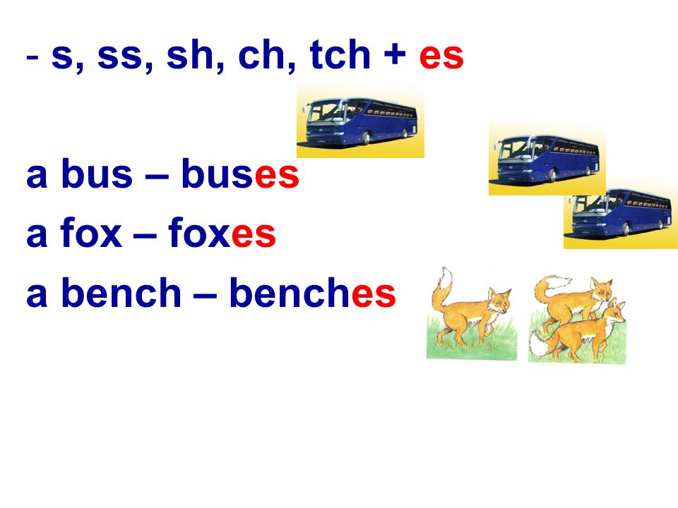 s, ss, sh, ch, tch + es a bus – buses a fox – foxes a bench – benches
