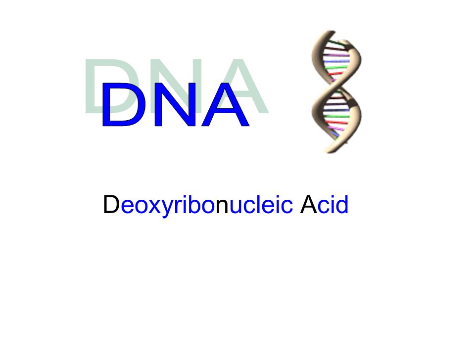Deoxyribonucleic Acid