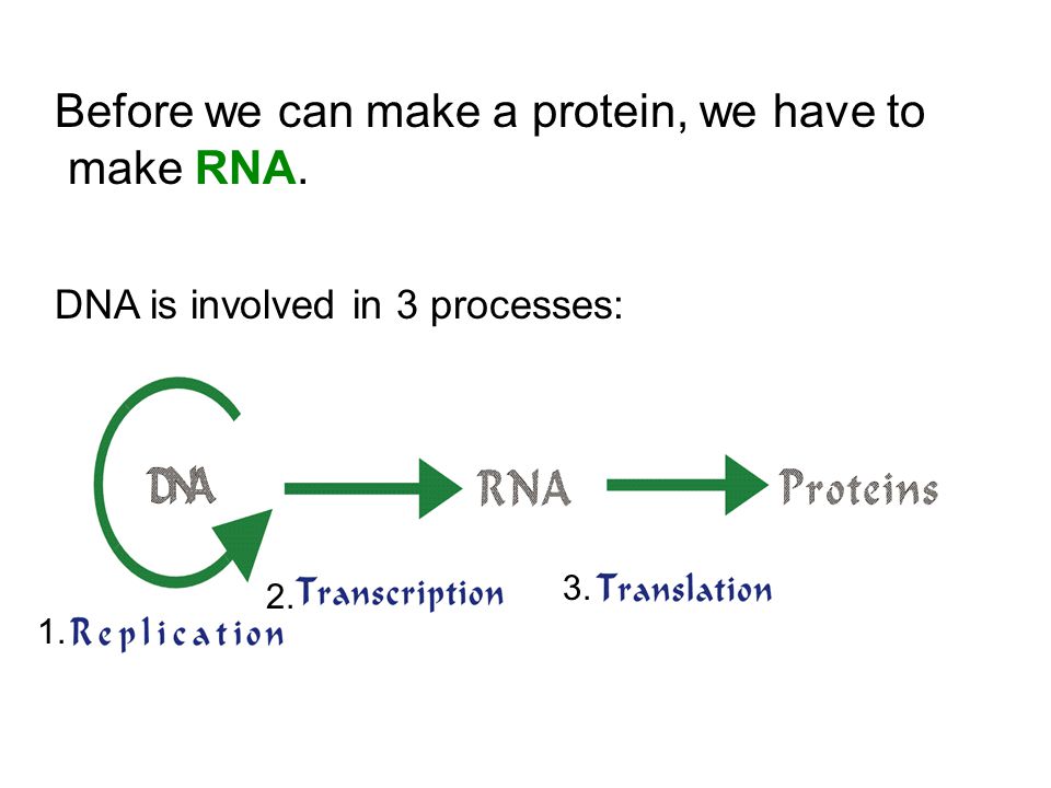 Before we can make a protein, we have to make RNA.