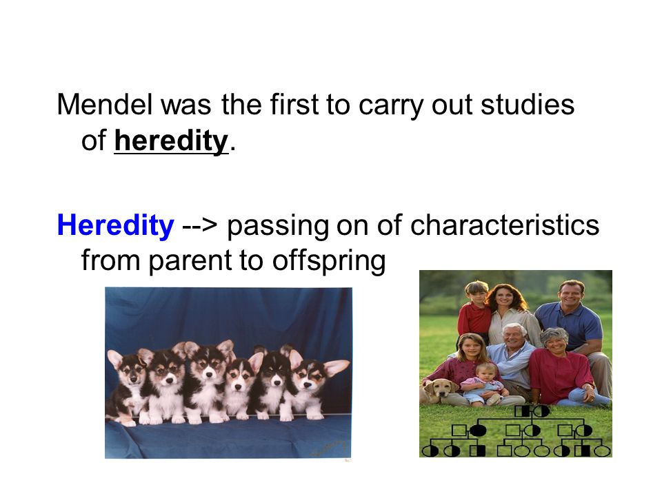 Mendel was the first to carry out studies of heredity.