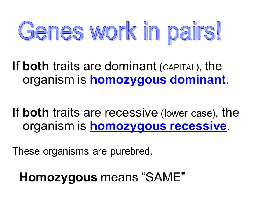 Genes work in pairs! If both traits are dominant (CAPITAL), the organism is homozygous dominant.