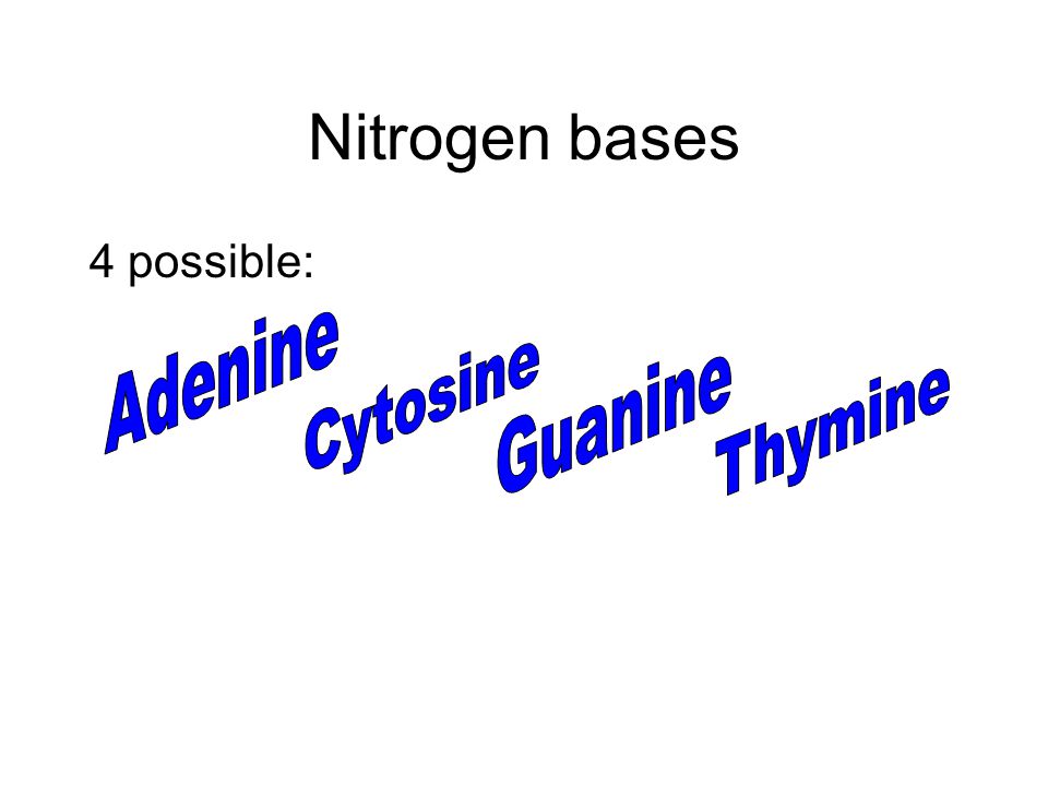 Nitrogen bases 4 possible: Adenine Cytosine Guanine Thymine