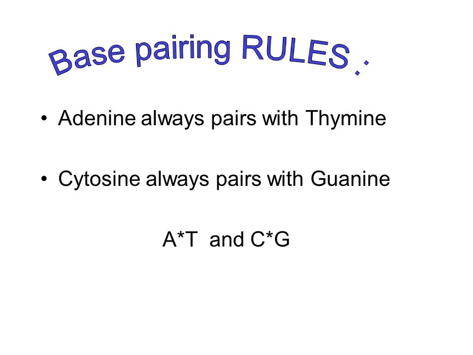 Base pairing RULES : Adenine always pairs with Thymine