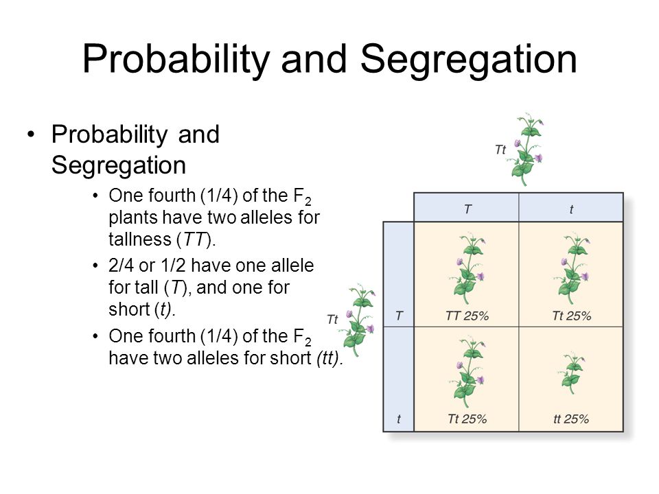 Probability and Segregation