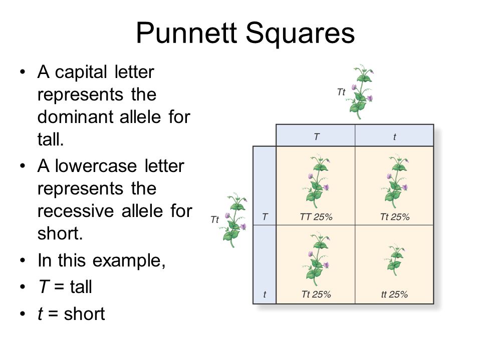 Punnett Squares A capital letter represents the dominant allele for tall. A lowercase letter represents the recessive allele for short.