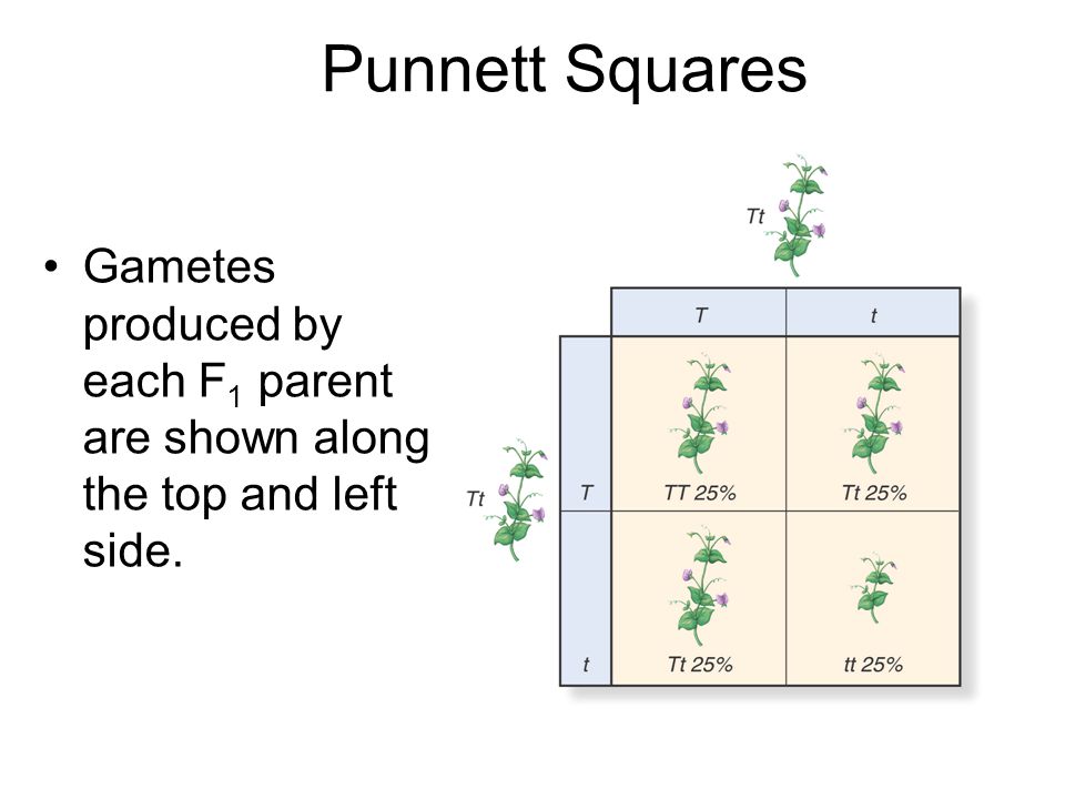 Punnett Squares Gametes produced by each F1 parent are shown along the top and left side.