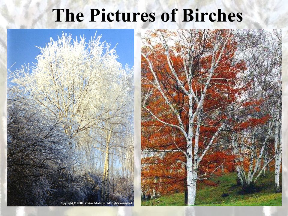 birches robert frost figurative language