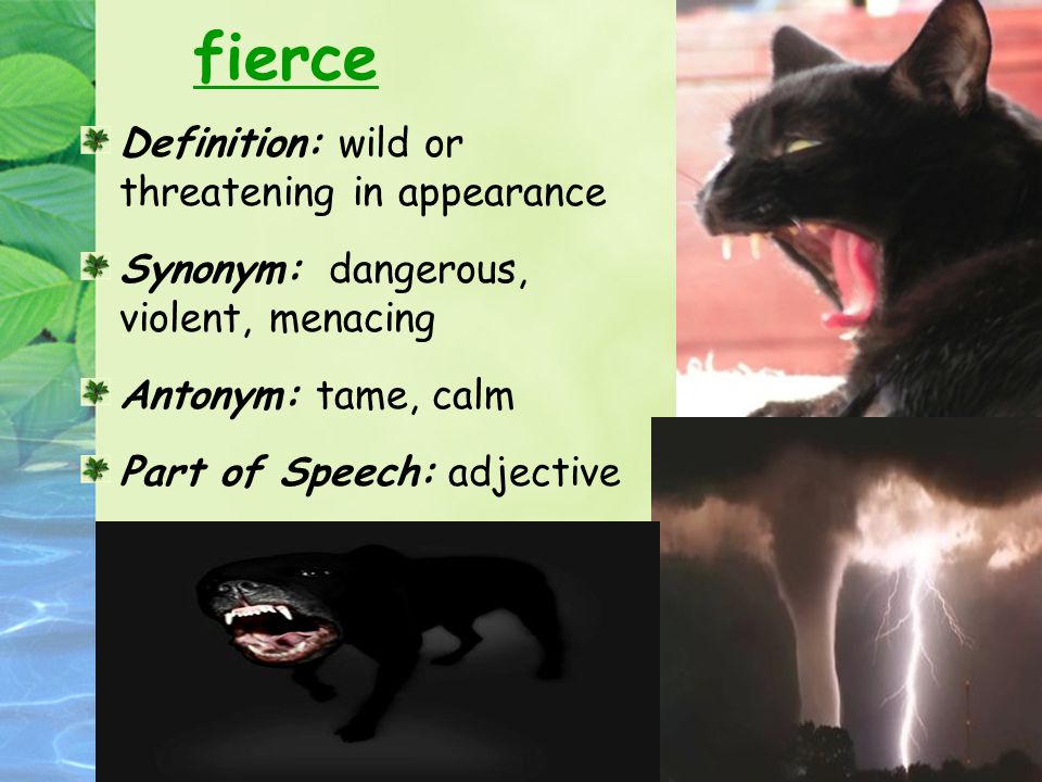Fierce - Definition, Meaning & Synonyms