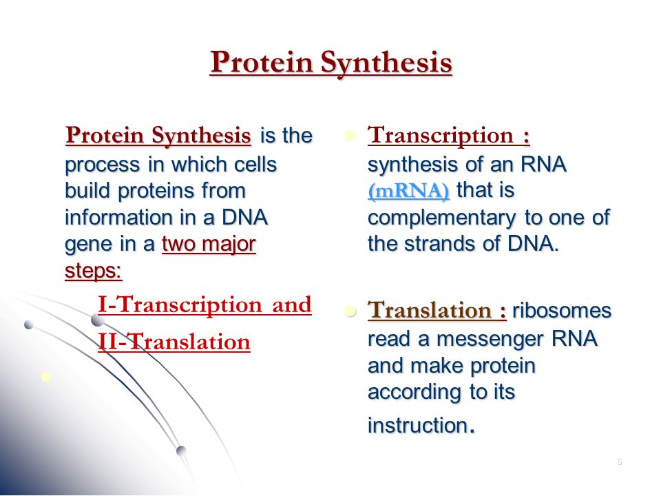 the two processes of protein synthesis are