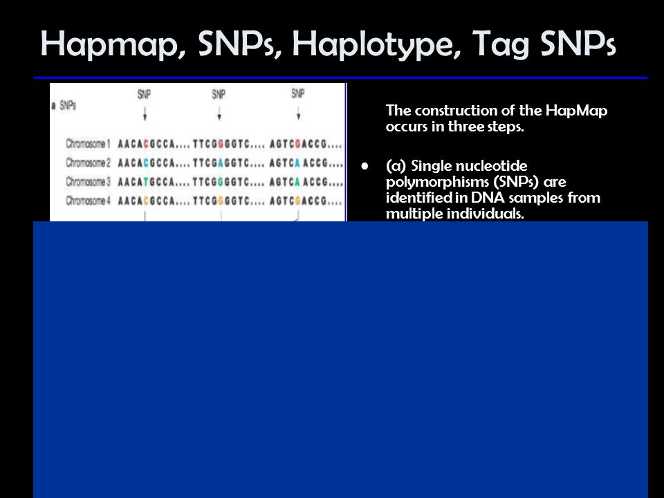Hapmap, SNPs, Haplotype, Tag SNPs