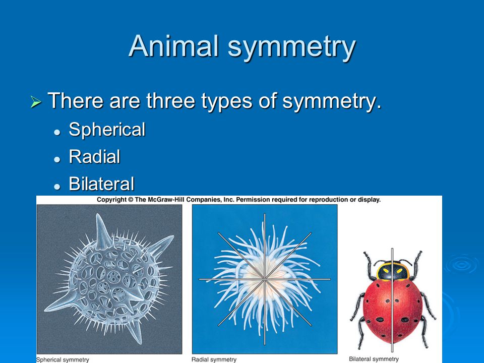Animal Architecture Levels of organization in organismal complexity. - ppt video online download Animal Architecture Levels of organization in organismal complexity. - ppt video online download