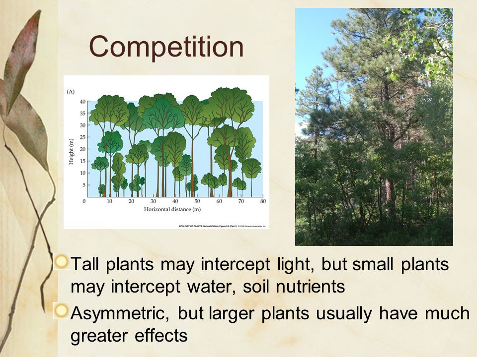 Plant Community Ecology-Plant Interactions (competition/facilitation) - ppt video online