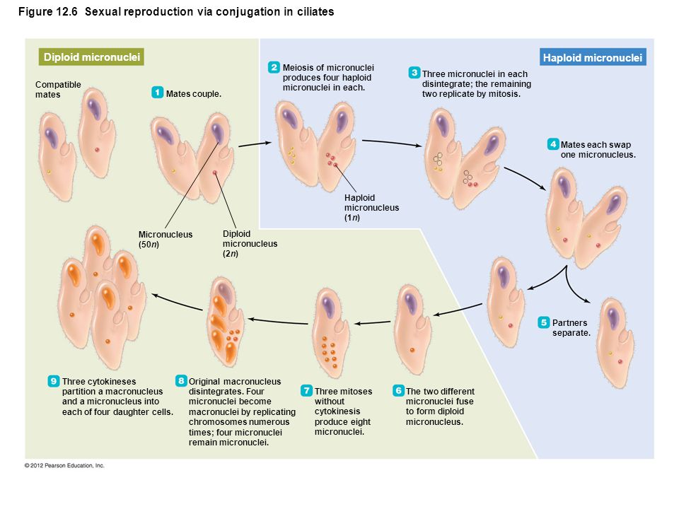 Conjugation reproduction. Половое размножение бактерий. Половое размножение учебный плакат. Половое размножение людей процесс.