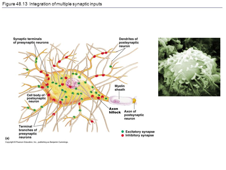 Figure Integration of multiple synaptic inputs