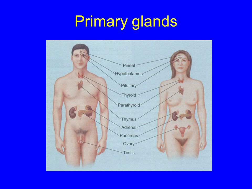 Primary glands
