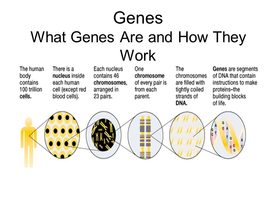 Genes What Genes Are and How They Work Genetic Building Blocks