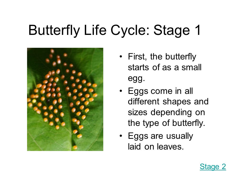 Butterfly Life Cycle: Stage 1
