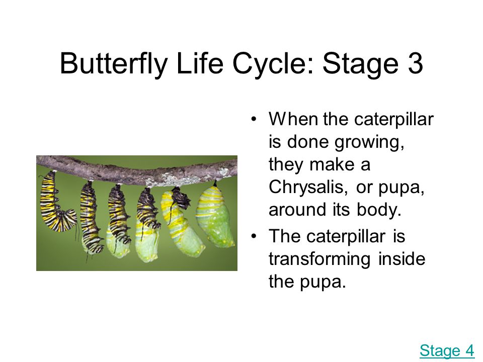 Butterfly Life Cycle: Stage 3