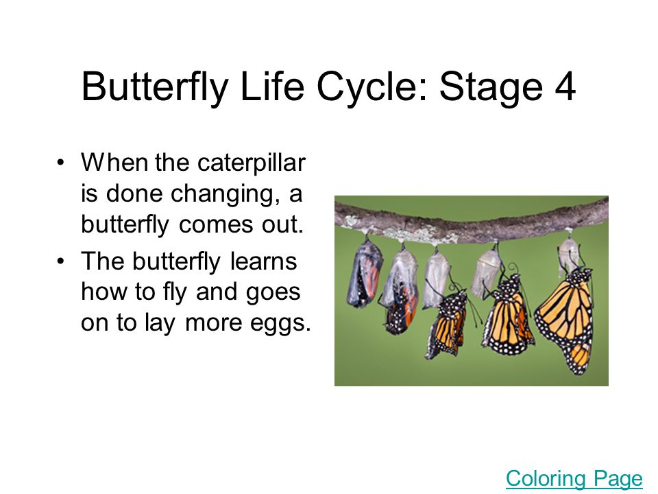 Butterfly Life Cycle: Stage 4