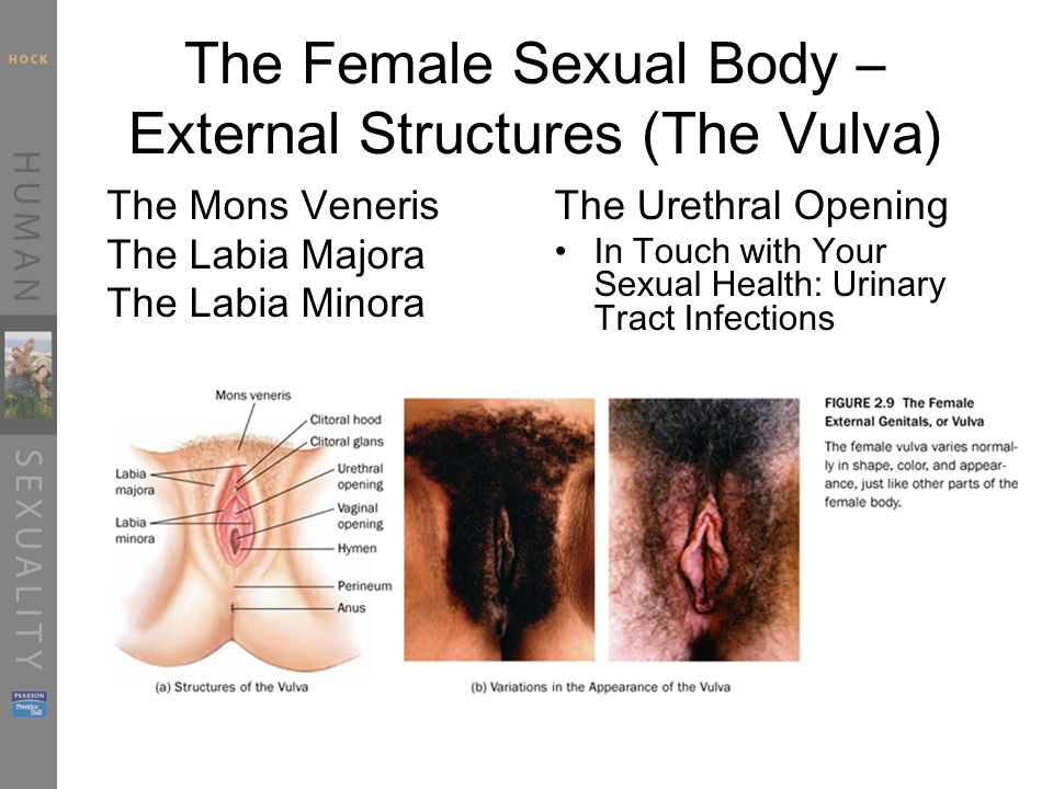 Female reproductive system