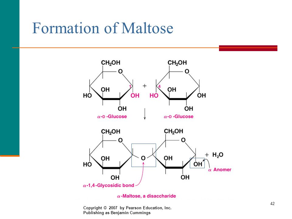 Formation of Maltose Copyright © 2007 by Pearson Education, Inc.
