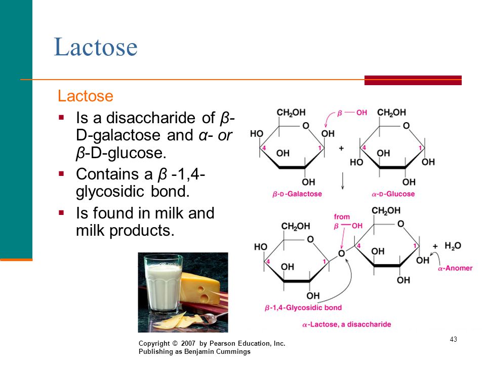 Lactose Lactose. Is a disaccharide of β-D-galactose and α- or β-D-glucose. Contains a β -1,4-glycosidic bond.