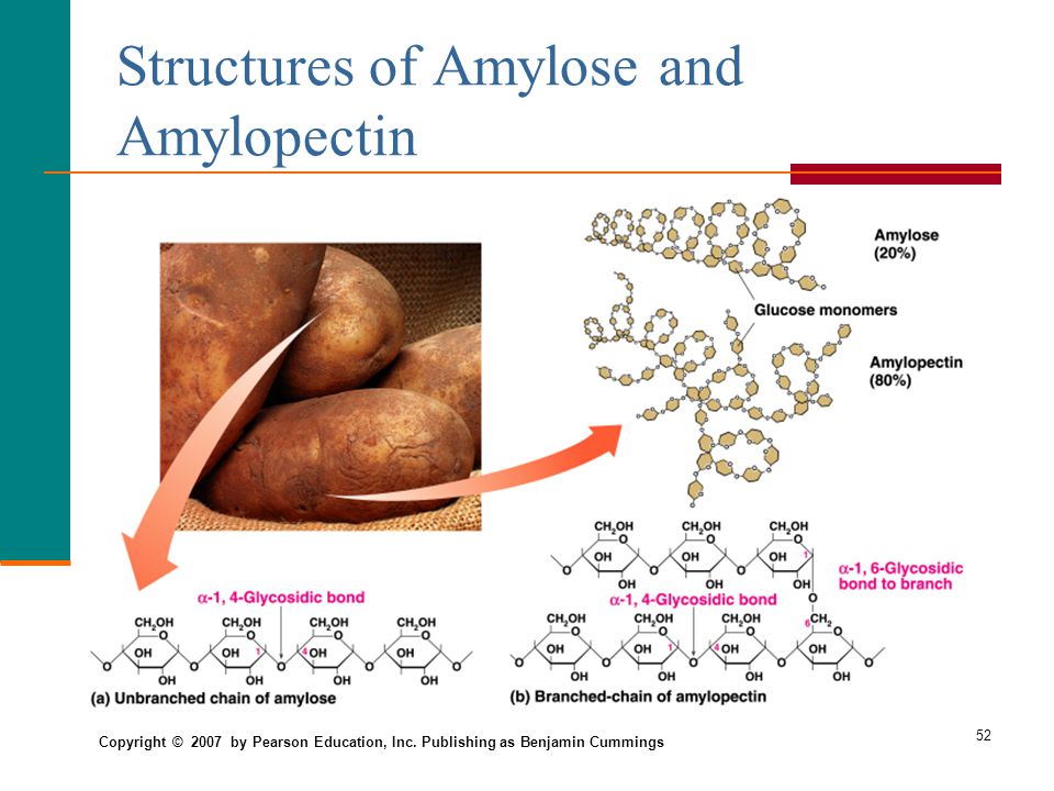 Structures of Amylose and Amylopectin