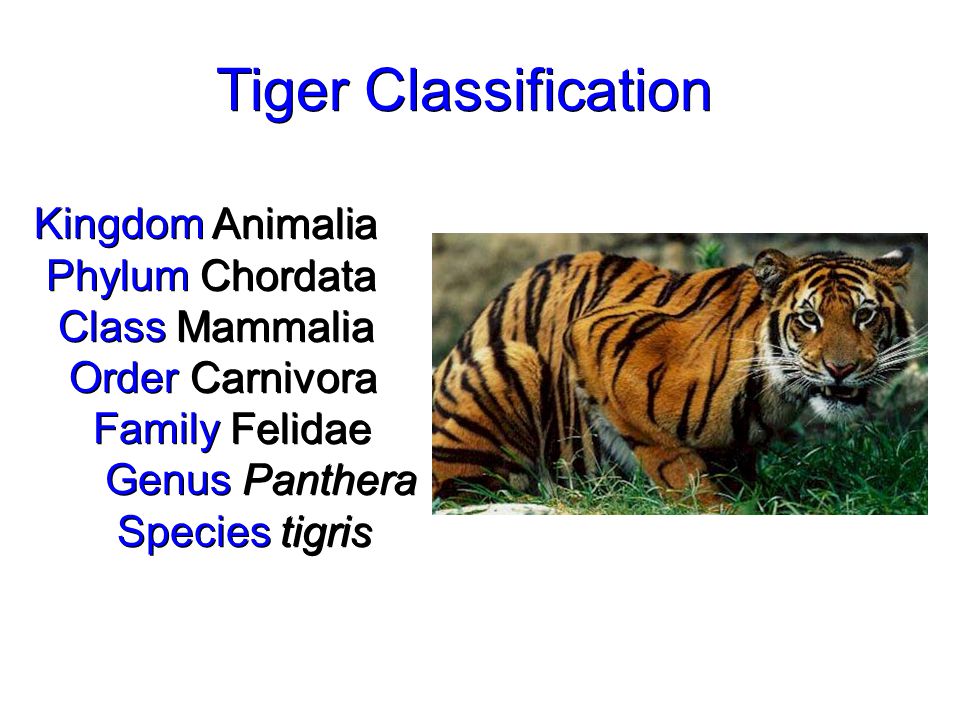 Tiger Classification Chart