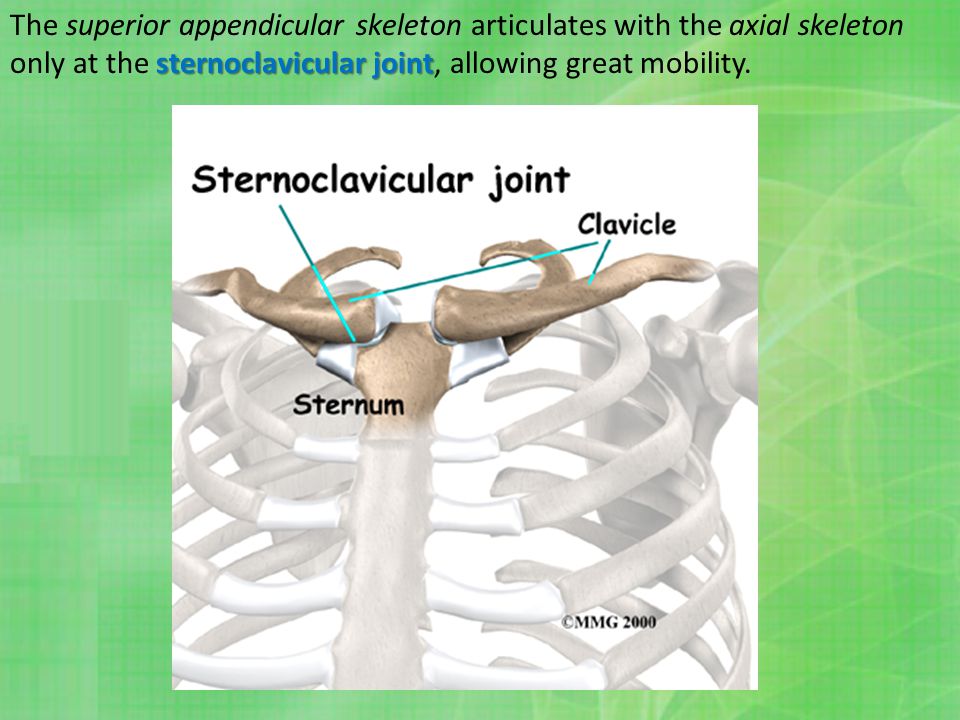 Allow joining. Sternoclavicular Joint Sloman. Sternoclavicular Joint broken. Sendi co.
