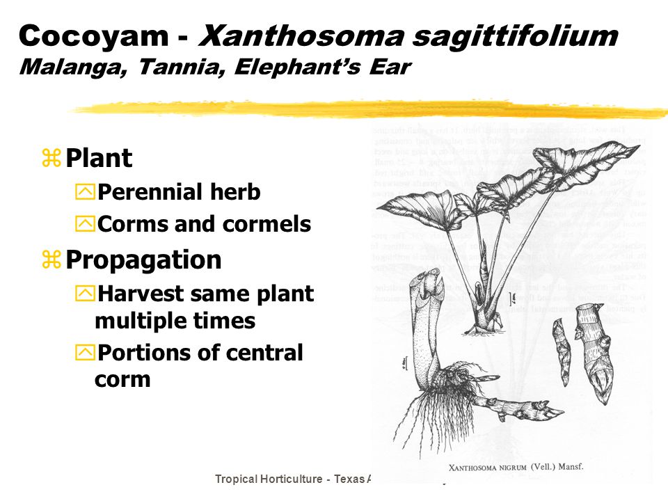 Cocoyam - Xanthosoma sagittifolium Malanga, Tannia, Elephant’s Ear