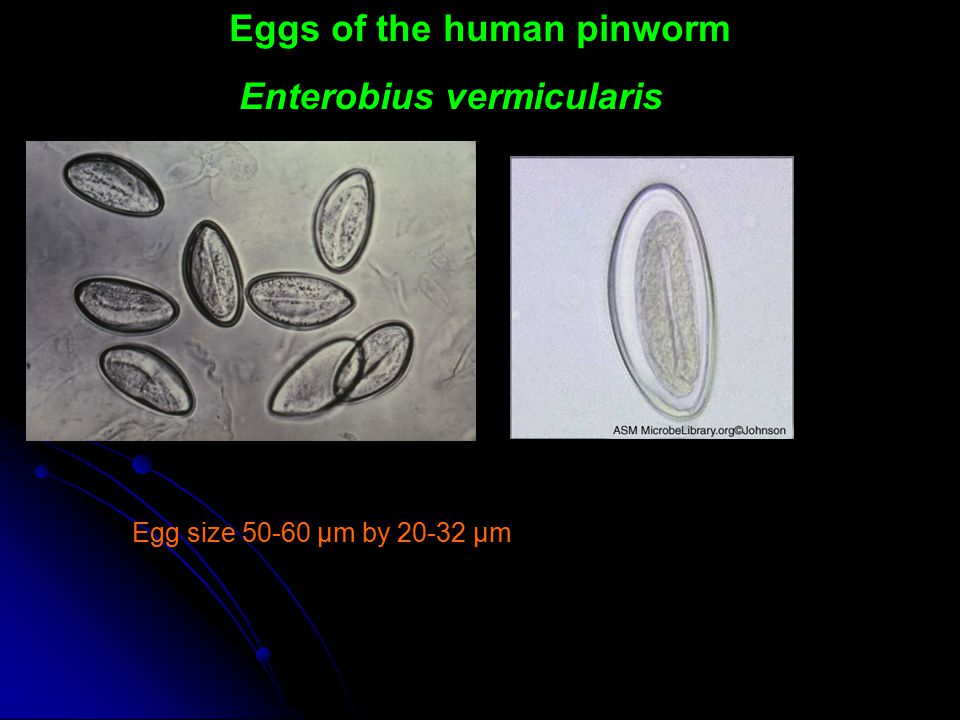 pinworm giardia
