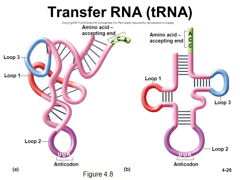 Трнк транспорт. Transfer RNA. Transfer RNA, TRNA,. Схема ТРНК. Транспортная РНК 3д модель.