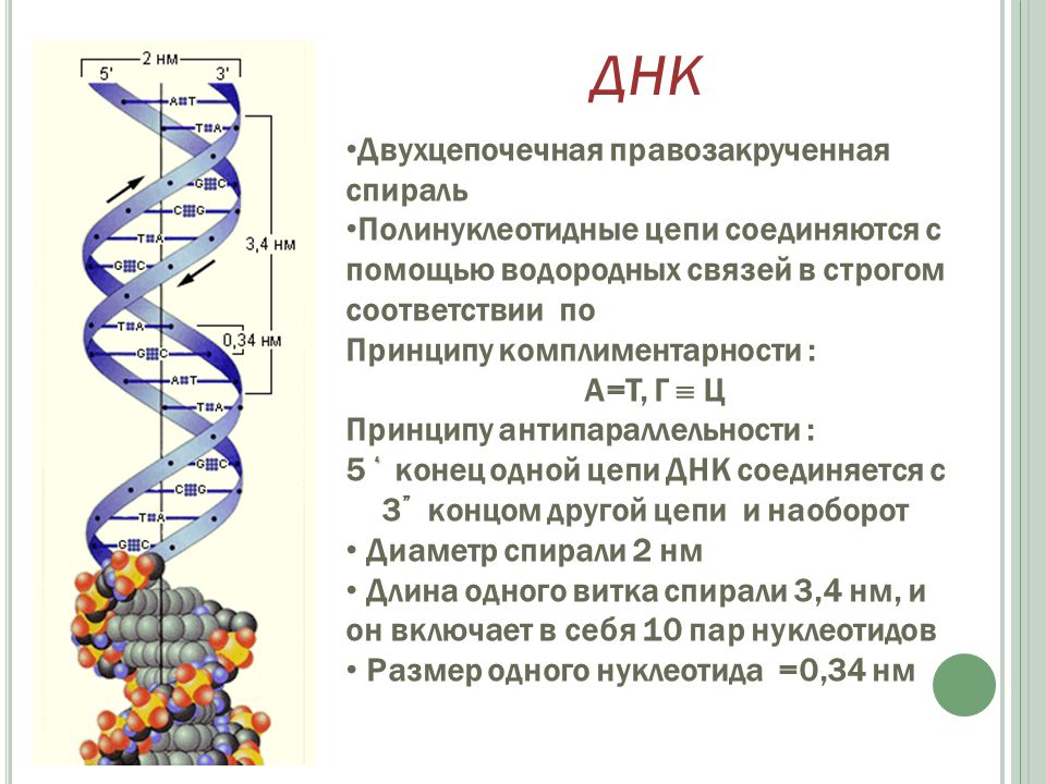 Характеристика структуры днк. Схема двухцепочечной молекулы ДНК. Структура двойной спирали ДНК. Строение двухцепочечной молекулы ДНК. Правозакрученная спираль ДНК.