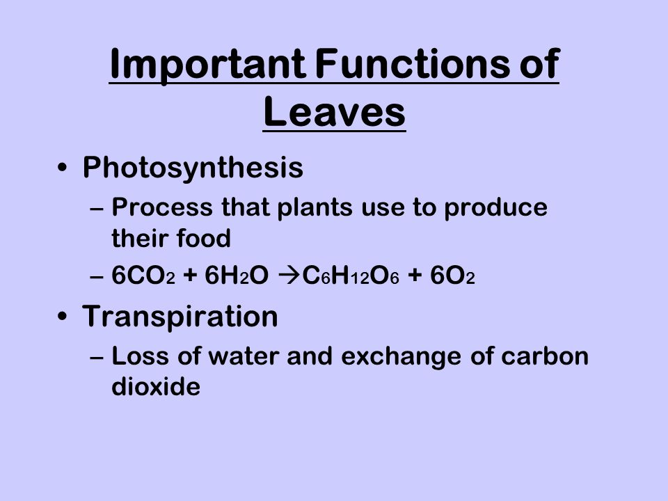 Important Functions of Leaves